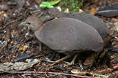 Cinereous Tinamou, Reserva Arena Blanca, San Martin, Peru, October 2018 - click for larger image