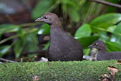 Cinereous Tinamou, Reserva Arena Blanca, San Martin, Peru, October 2018 - click for larger image