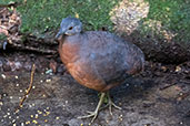 Cinereous Tinamou, Reserva Arena Blanca, San Martin, Peru, October 2018 - click for larger image