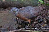 Cinereous Tinamou, Reserva Arena Blanca, San Martin, Peru, October 2018 - click for larger image