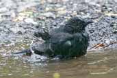 Austral Blackbird, Puyehue NP, Chile, November 2005 - click for larger image