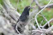 Juvenile Austral Blackbird, Torres del Paine, Chile, December 2005 - click for larger image