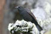 Immature Austral Blackbird, Torres del Paine, Chile, December 2005 - click for larger image