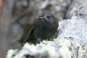 Austral Blackbird, Torres del Paine, Chile, December 2005 - click for larger image