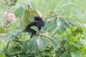 Forbes Blackbird, Tamandaré, Pernambuco, Brazil, October 2008 - click for larger image