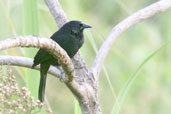 Forbes Blackbird, Tamandaré, Pernambuco, Brazil, October 2008 - click for larger image