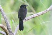Forbes Blackbird, Tamandaré, Pernambuco, Brazil, October 2008 - click for larger image
