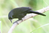 Forbes Blackbird, Tamandaré, Pernambuco, Brazil, October 2008 - click for larger image