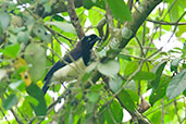 Black-chested Jay, Santa Marta Mountains, Magdalena, Colombia, April 2012 - click for larger image