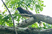 Black-chested Jay, Minca, Magdalena, Colombia, April 2012 - click for larger image