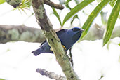 Male Purple Honeycreeper, Sani Lodge, Sucumbios, Ecuador, November 2019 - click for larger image