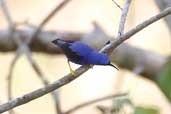 Male Purple Honeycreeper, Palmarí, Amazonas, Brazil, September 2003 - click for larger image