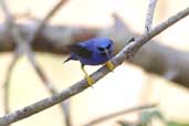 Male Purple Honeycreeper, Palmarí, Amazonas, Brazil, September 2003 - click for larger image