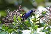 Male Purple Honeycreeper, Cristalino Lodge, Mato Grosso, Brazil, April 2003 - click for larger image