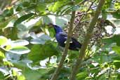 Male Purple Honeycreeper, Cristalino Lodge, Mato Grosso, Brazil, April 2003 - click for larger image