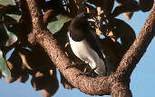 Curl-crested Jay, Emas, Goiás, Brazil, April 2001 - click for larger image