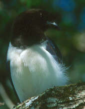 Curl-crested Jay, Emas, Goiás, Brazil, April 2001 - click for larger image