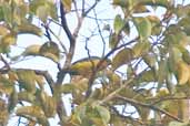 Female Blue-backed Tanager, Borba, Amazonas, Brazil, August 2004 - click for larger image