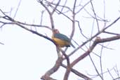 Female Blue-backed Tanager, Borba, Amazonas, Brazil, August 2004 - click for larger image