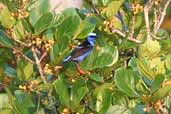 Male Red-legged Honeycreeper, Caxiuanã, Pará, Brazil, November 2005 - click for larger image