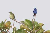 Male and female Red-legged Honeycreeper, Caxiuanã, Pará, Brazil, November 2005 - click for larger image