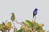 Male and female Red-legged Honeycreeper, Caxiuanã, Pará, Brazil, November 2005 - click for larger image