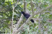 Purplish Jay, Pantanal, Mato Grosso, Brazil, December 2006 - click for larger image