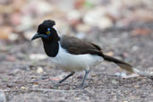 White-naped Jay, Mãe-da-Lua Reserva, Itapajé, Ceará, Brazil, October 2008 - click for larger image