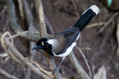 White-naped Jay, Mãe-da-Lua Reserva, Itapajé, Ceará, Brazil, October 2008 - click for larger image