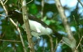 White-naped Jay, Peruaçu, Minas Gerais, Brazil, February 2002 - click for larger image