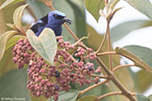 Male Red-legged Honeycreeper, Pico Bonito, Honduras, March 2015 - click for larger image