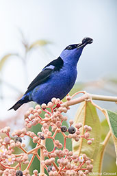 Male Red-legged Honeycreeper, Pico Bonito, Honduras, March 2015 - click for larger image