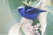 Male Red-legged Honeycreeper, Pico Bonito, Honduras, March 2015 - click for larger image