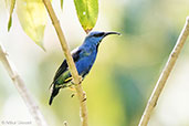 Shining Honeycreeper, Pico Bonito, Honduras, March 2015 - click for larger image