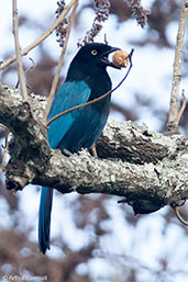 Bushy-crested Jay, Antigua, Guatemala, March 2015 - click for larger image