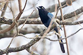 Bushy-crested Jay, Antigua, Guatemala, March 2015 - click for larger image