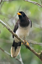 Brown Jay, Tikal, Guatemala, March 2015 - click for larger image