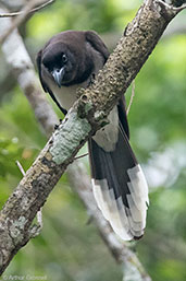 Brown Jay, Tikal, Guatemala, March 2015 - click for larger image