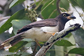 Brown Jay, Tikal, Guatemala, March 2015 - click for larger image