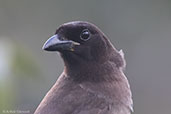 Brown Jay, Tikal, Guatemala, March 2015 - click for larger image