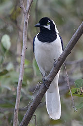 White-tailed Jay, Chaparri, Lambeyeque, Peru, October 2018 - click for larger image