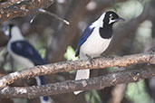 White-tailed Jay, Chaparri, Lambeyeque, Peru, October 2018 - click for larger image