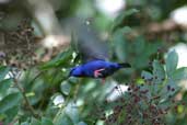 Male Short-billed Honeycreeper, Cristalino Lodge, Mato Grosso, Brazil, April 2003 - click for larger image