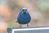 Blue Bunting, Tikal, Guatemala, March 2015 - click for larger image