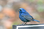 Blue Bunting, Tikal, Guatemala, March 2015 - click for larger image