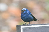 Blue Bunting, Tikal, Guatemala, March 2015 - click for larger image