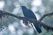 Beautiful Jay, Cerro Montezuma, Tatamáa, Risaralda, Colombia, April 2012 - click for larger image