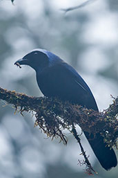 Beautiful Jay, Cerro Montezuma, Tatamáa, Risaralda, Colombia, April 2012 - click for larger image