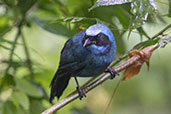 Turquoise Jay, Bellavista Lodge, Pichincha, Ecuador, November 2019 - click for larger image