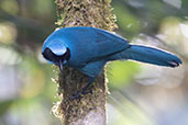 Turquoise Jay, Guango Lodge, Napo, Ecuador, November 2019 - click for larger image